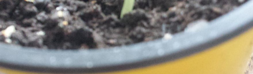 Geld einsparen Tipps - aus einem melonenkern wächst eine Pflanze